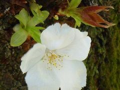 2014年04月　サクラ、 さくら、 桜の花めぐり  ♪　ｉｎ　新宿御苑