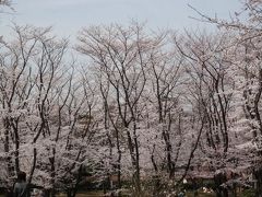 横浜こども自然公園の桜