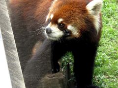 春のレッサーパンダ紀行【１】 ひらかたパーク＆天王寺動物園　現在の飼育数は３匹・・・寂しくなった放飼場＠ひらパー　おやつタイムに大はしゃぎのシュウナちゃんとテンテン君＠天王寺