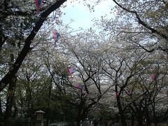 桜満開の飛鳥山公園とわたくしたちの原宿・・とげぬき地蔵、そして六義園で一服！