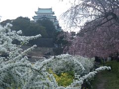 名古屋市内の桜散策