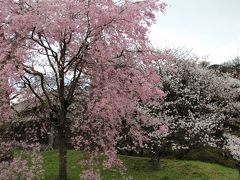 皇居・乾門通り抜けの桜を見に　初めて入った皇居の中は人、人、人…！