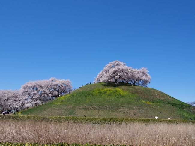 2014年は桜が満開になったと同時に突風やら夕立ちやら立て続けに春の嵐が巻き起り、お花見に行く前に桜はボロボロ状態に・・・<br /><br />「都内の有名桜観賞地は厳しいな」と踏み、県内の北部に足を伸ばしてみることにしました。<br /><br />どうせなら桜以外にも観光できる場所・・・ということで、今回は映画『のぼうの城』の舞台にもなった埼玉県行田市に行って参りました。<br /><br />行田は県名の由来となった地で、古墳も多数ある古（いにしえ）の街なのです。<br /><br />