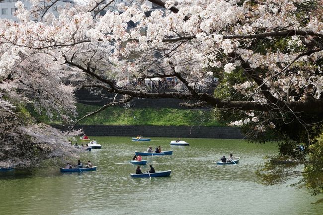 一回は見てみたかった千鳥ケ淵公園に行ってみた。　思っていたよりもよかった、東京の桜は上野のイメージがあり、悪臭漂う中での花見と思っていたが、千鳥ケ淵公園は少し違った。　ここは桜だけでなく池・ボートもあり、ワンポイントがおもしろそう。　