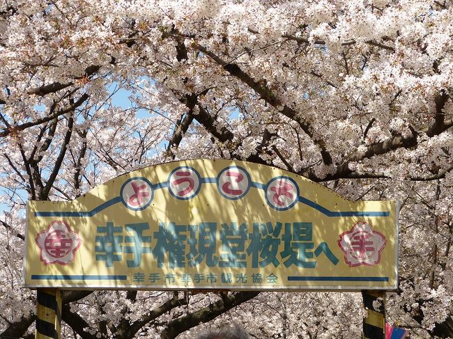 都心の桜は3月最後の日曜に満開となりましたが肝心の天気は雨でした。その後、雨が降ったり強い風が吹いたりで散り始めてきたようなので、都心以外の場所を探し、埼玉県の桜の名所・幸手市の権現堂桜堤に行くことにしました。<br />