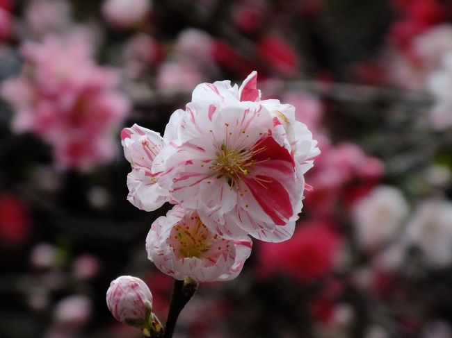 桜を求めて第4弾。川田屋でランチをし、滝谷公園再訪と弘川寺へ花見巡り～