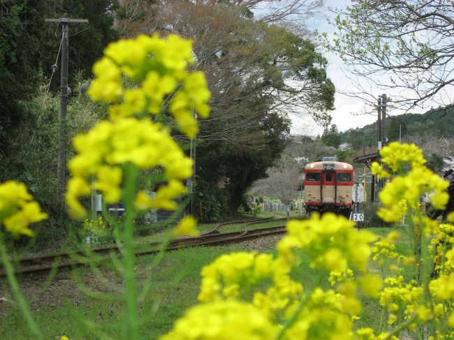 １４ ローカル線で房総横断１ 菜の花 桜満開のいすみ鉄道と房総の小江戸 大多喜編 いすみ 大多喜 千葉県 の旅行記 ブログ By たーさん フォートラベル