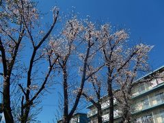 団地の公園の桜を見る