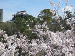 岡崎公園の桜