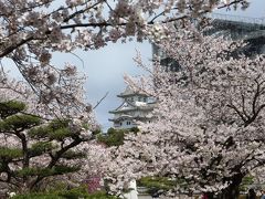 ４日目　本日も晴天なり　桜　満開の　『姫路城』