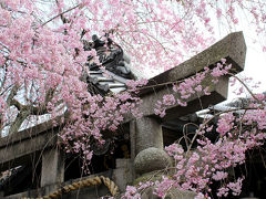 京都の桜、雨宝院＆妙蓮寺♪ココはきっと穴場だね。ラーメン激戦区一乗寺の人気店、高安でランチ♪