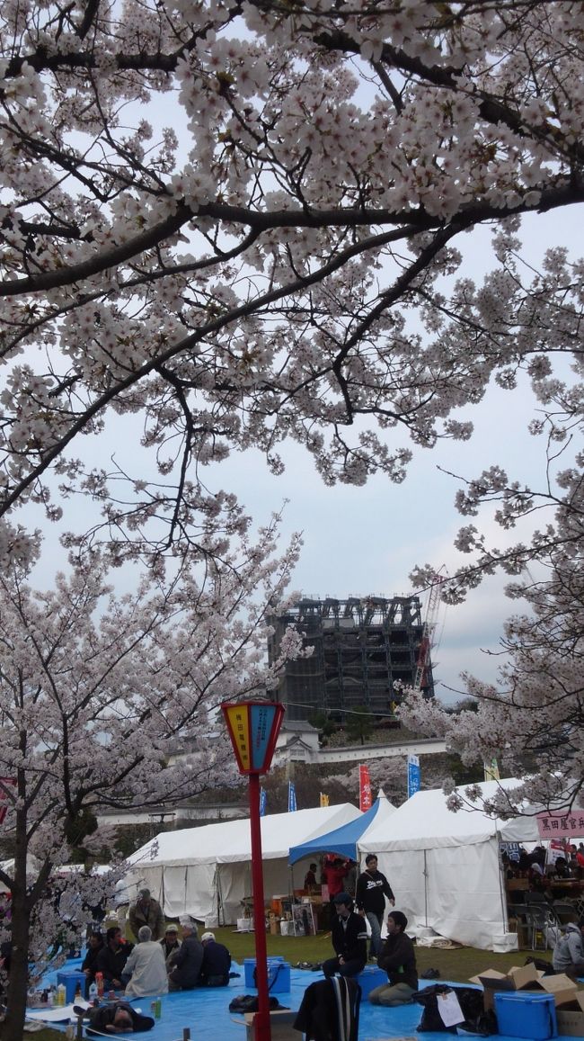 桜満開の姫路