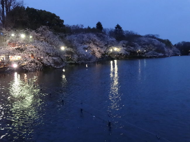 東京多摩地域で人気のお手軽花見名所の井の頭公園。<br /><br />朝、夕方に何度か写真撮りました。<br />井の頭公園池名物のボートは営業時間外なので係留されたままですが・・<br /><br />JR中央線でも京王井の頭線でもアクセスできる井の頭公園、やっぱり人出が多いですね。