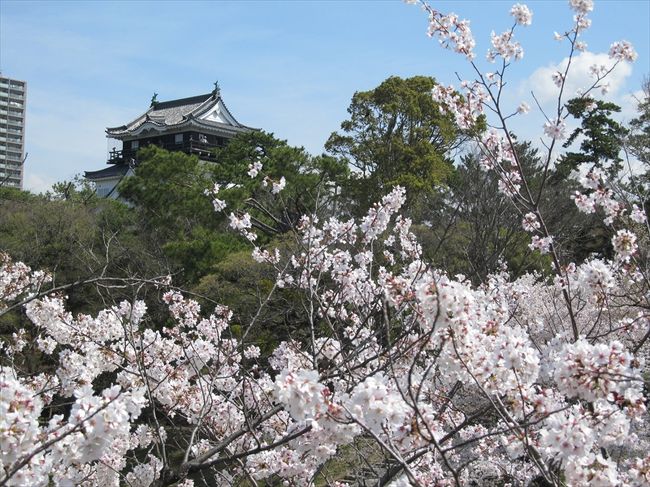 愛知県岡崎市の岡崎公園は、徳川家康が生まれた岡崎城を中心とした公園で、桜の名所です。名古屋鉄道の東岡崎駅からも近く、大勢の花見客で賑わいます。<br />
