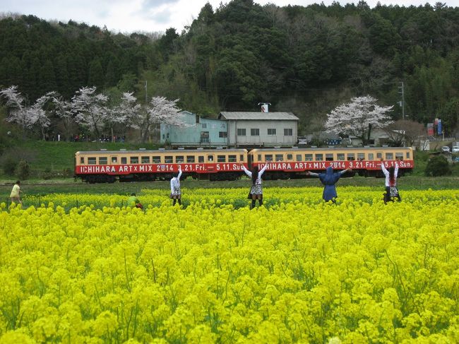 ’１４　ローカル線で房総横断２　菜の花＆桜満開の小湊鉄道編