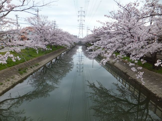 昨日ちょこっと花見をしたばかりなのに…　今日もお花見に行ってしまいました。<br />鹿島川沿いは車で走りながらでも楽しむことが出来ます(*^^)v<br />昨日行った鹿嶋神社の近くの国道２号線から曽根港近くまで桜並木が続いています♪<br />河口近くは住宅地で学校も有り、川沿いだけでなくいろんな所に桜の木が有ってとても綺麗です＼(^o^)／<br /><br />今日は午前中は用事が有ったのでその用事を済ませて2時間弱のお花見です(^^)v<br />昨日とは正反対。たくさんの人たちがお花見を楽しまれていました(*^_^*)<br />