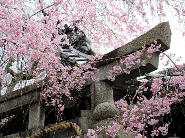 寒い寒いと言っていたのに、四季は確実にやって来る……<br />早いもので、今年もあっと言う間に4月に突入！！<br />暖かい日々が続いてたと思ったら、桜の開花があれよあれよと言う間に進み出し、京都市内の桜を楽しむには今週しか無いんじゃないの？<br /><br />でも、今週末は、寒の戻り……雨風予報……<br />既に片付けていたダウンジャケットとショートブーツを引っ張り出して、雨の降り出さないうちに桜見物に行きましょう♪<br /><br />前から行ってみたかった雨宝院☆<br />一カ所では寂しいよね〜と雨宝院の近くで良さそうなお寺さんは無いかしら？と候補に挙げた妙蓮寺☆<br />どちらのお寺さんも、綺麗な桜を楽しめる割には、人が少なくて本当に穴場！<br />人を見に行ったのか、桜を見に行ったのか……<br />わからなくなるような人混みでの桜見物が普通の京都でこんなに静かに美しい桜を愛でることができるなんて〜お値打ちでした♪<br /><br />京都は学生さんの多い街だから、ラーメン屋さんが凄く多い。<br />特に大学が多く有り、学生用のマンションが立ち並ぶ一乗寺エリアはラーメン激戦区なの。<br />その中でも、長年かなりの人気を保っている高安さんのラーメンが食べたくて…<br /><br />大人気なのも納得の美味しさとお値段で、本当に絶品でした♪<br /><br />雨が降り出す前にお家に帰って早速お昼寝（笑）<br />ちょっぴり寒かったけれど、のんびりとお花見を楽しめた春の1日でした。<br /><br /><br />雨宝院　　http://sontyou.sub.jp/kyoto/uhoin.htm<br />妙蓮寺　　http://www.eonet.ne.jp/~myorenji/<br />高安　　http://takayasuramen.com/