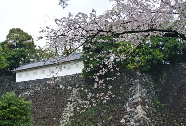 今年は、天皇陛下の傘寿をお祝いして乾通りを開放するとのこと、せっかくのチャンス逃すまいと、初日に早起きして１３名でのり込みました。後でＴＶでみたら２日目はすごい混雑で入ることを断念して帰った人も多かったとか。<br />　<br />よくばりお花見ツアーは乾通りに始まり、千鳥ヶ淵、北の丸公園、田安門、靖国神社、東京タワー、増上寺と回りました。<br />一日曇りという天気予報もはずれて持参した傘は日傘に変わり、半そでの方も多く見かけました。一部都バスと地下鉄を利用しましたが、トータル２万歩！歩きました。<br />運動不足解消には充分すぎる距離を歩き、翌日に心地よい？疲労感を残しつつも大満足！！<br />秋にもまた開放するとのこと、紅葉が楽しみです。