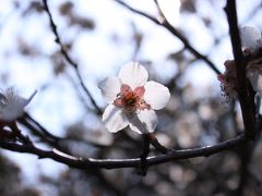 須磨離宮公園