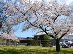 桜満開の駿府城公園 2014.04.04