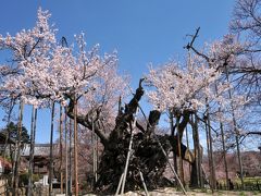 山梨県北杜市の実相寺で山高神代桜を見てきました（１）