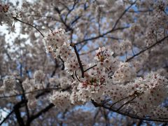 一本杉公園には桜の木、あったかな？とりあえず行ってみよう！