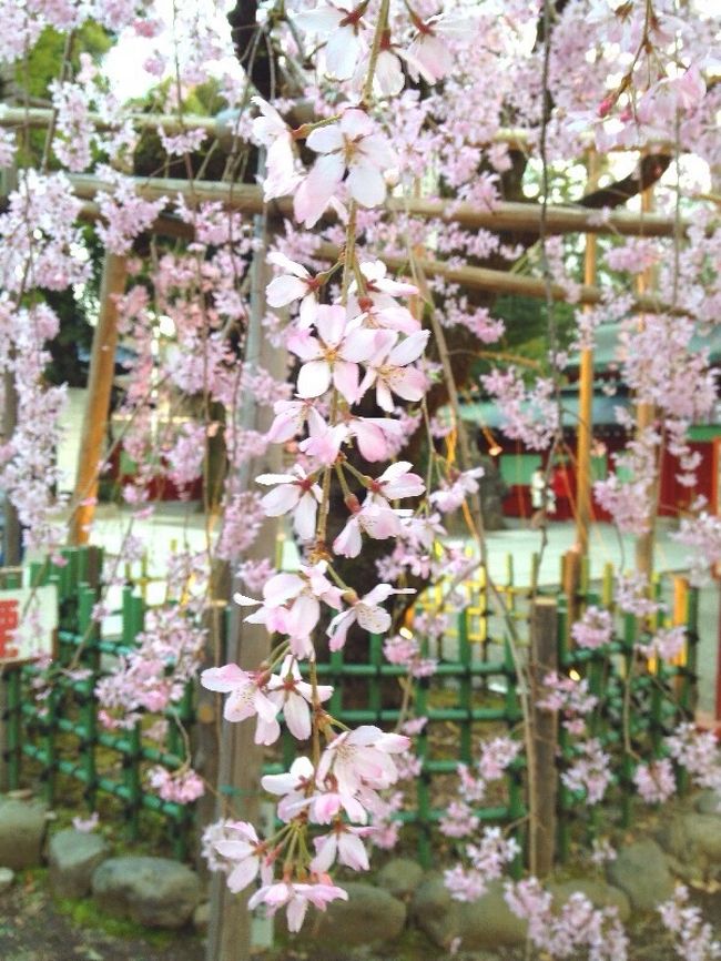 東京では今年の桜は満開になる前に大雨で散ってしまい不運だった。<br />一番の綺麗な見頃は３月３１日から４月２日までの３日間だけだったが週の前半はジョブで余裕もなく自分の希望していた場所には行けず。<br />４月３日の大雨でかなりの痛みがでて非常に残念な年となった。<br />エリアが日本橋、府中、新宿、府中ととびますが旅行記をまとめました。