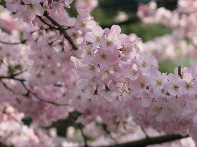 今年も桜の時期がやってきました！桜ってあっという間に満開になってあっという間に散ってしまう儚いもの。うまく見頃を狙いたいですよね。<br />開花宣言が出てから初めての週末、暖かい日が続いたこともあったのでかなり満開に近づいているだろうと判断し、家族でお花見散歩に出かけることにしました。<br />当初は家からもほど近い上野公園にしようと思い上野駅に降りたのですが、改札口から人、人、人！このまま降りても人混みに飲まれるのは目に見えていたので予定を変更し、皇居周辺に行くことにしました。<br />満開には微妙に届かなかったのですが、それでも千鳥ヶ淵周辺の桜は素晴らしいものでした。