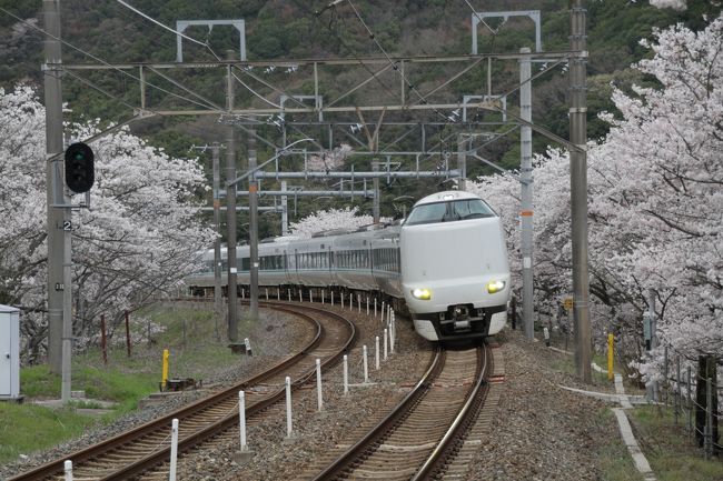 毎年　桜の季節ココを訪ねています<br />ここからの列車の写真一度地方版ですが<br />入選（一等賞）したこともあり<br />印象の良い地です<br />カメラマンの方も多くて場所取りが大変！！<br />皆さんオーシャンアロー（イルカ）が目的みたいです<br />では<br />どうぞ