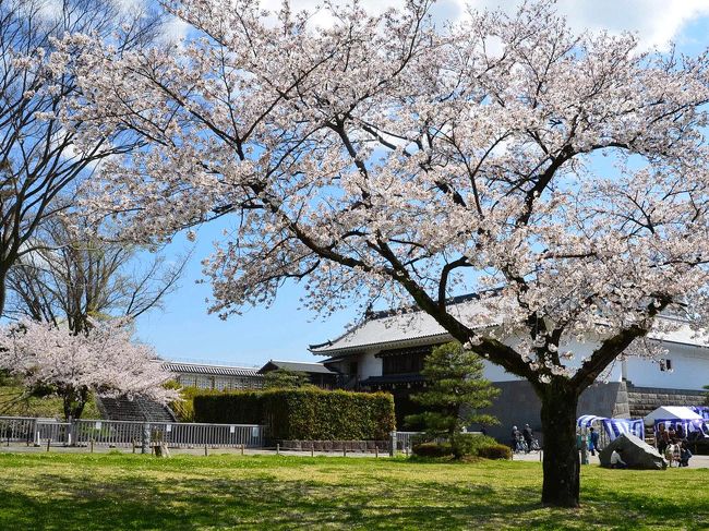 3月25日に来たときは前日の24日に開花したばかりでしたので、まだ咲きはじめ…。<br />そろそろ満開なので静岡に来たついでに再び駿府城公園に来ました。<br /><br />== 前回の3月25日の旅行記==<br />自転車でGO！ 2014.03.25 =桜が開花した静岡市駿府城公園へ=<br />http://4travel.jp/travelogue/10870250<br /><br />★静岡県庁のHPです。<br />https://www.pref.shizuoka.jp/<br /><br />★静岡市役所のHPです。<br />http://www.city.shizuoka.jp/<br /><br />★静鉄ジャストラインのHPです。<br />http://www.justline.co.jp/