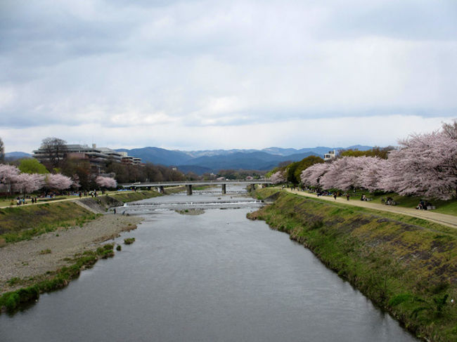 今日は天気があまりよくありませんでしたが、<br />思い出の鴨川で桜見することに。<br />桜は満開で久々に鴨川のぶらり旅ができて良かったです！