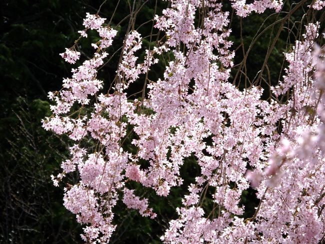 桜も人混みも見頃を迎えて龍安寺の桜を目指すことにしました。<br />龍安寺石庭の紅枝垂桜は少し早いかなと思って行ってみましたが<br />4分咲きの状態<br />それでもたくさんの方がお見えで賑わっていましたよ。<br />龍安寺のあとは、余り考えていなかったのですが<br />妙心寺も近いし退蔵院の桜を見に行って<br />西陣で行われている日蓮宗の涅槃像の一般公開にも<br />行こうかと思ったのですが寒さで少し疲れたのと<br />バスの待ち時間が30分ほどあったりして時間が無くなり<br />京都府庁旧館と京都御苑を周って帰ってきました。