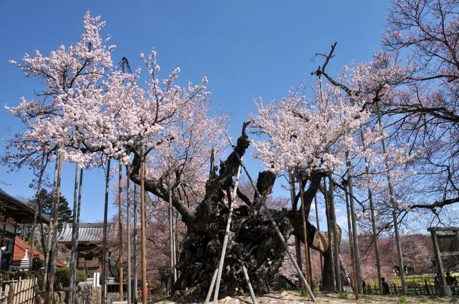 山梨の春を求めて、約５時間の散策を行いました。<br />中央本線の日野春駅から歩いて約１時間。実相寺まで歩きました。<br />神代桜を眺めて、その後は韮崎方面に歩きました。<br />途中で、プチ桜並木を見つけたりとたまに歩くのも楽しいものです。<br />韮崎では、わに塚の桜を眺めてきました。<br />ゴールの韮崎駅着いたときには、足が痛くてこれ以上は歩けない状態でした。<br />