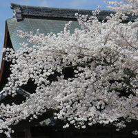 2014 桜を観に ☆1 京都(嵐山・平野神社・北野天満宮・千本釈迦堂・御苑・円山公園・哲学の道・トロッコ)