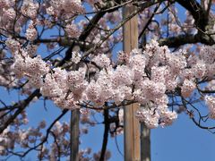 山梨県北杜市の実相寺で山高神代桜を見てきました（２）