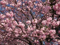 下町風俗資料館☆不忍池の桜☆2014/04/05