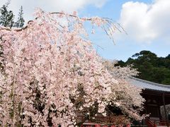 咲いた咲いた桜が咲いた(^O^)／京都・醍醐寺でお花見です(^_^)v