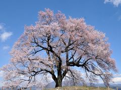 韮崎市のわに塚の桜を見てきました