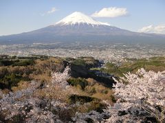 桜と富士山　in　富士宮