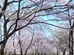 満開の桜・広見公園 2014.04.05