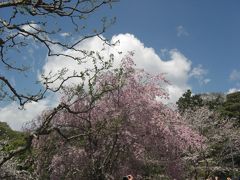 期間限定皇居の桜通り抜け