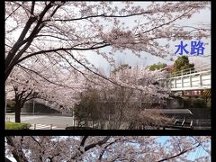 鶴ヶ峰からズーラシア ふるさと尾根道の桜