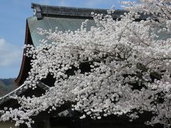 2014 桜を観に ☆1 京都(嵐山・平野神社・北野天満宮・千本釈迦堂・御苑・円山公園・哲学の道・トロッコ)