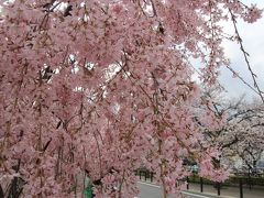 お花見と温泉でのんびり癒し旅