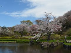 さくら満開　横浜　馬場花木園、入江川せせらぎ緑道　２０１４