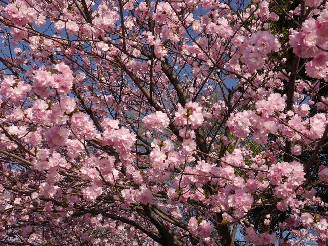 桜の花も散り始め、葉も出てきていましたが、上野界隈は花見の人々で混雑していました。<br />人とぶつからないように歩くのも苦労するほど。やはり土曜日なので人は出ますね。<br />ついでに、下町風俗資料館に寄りました。