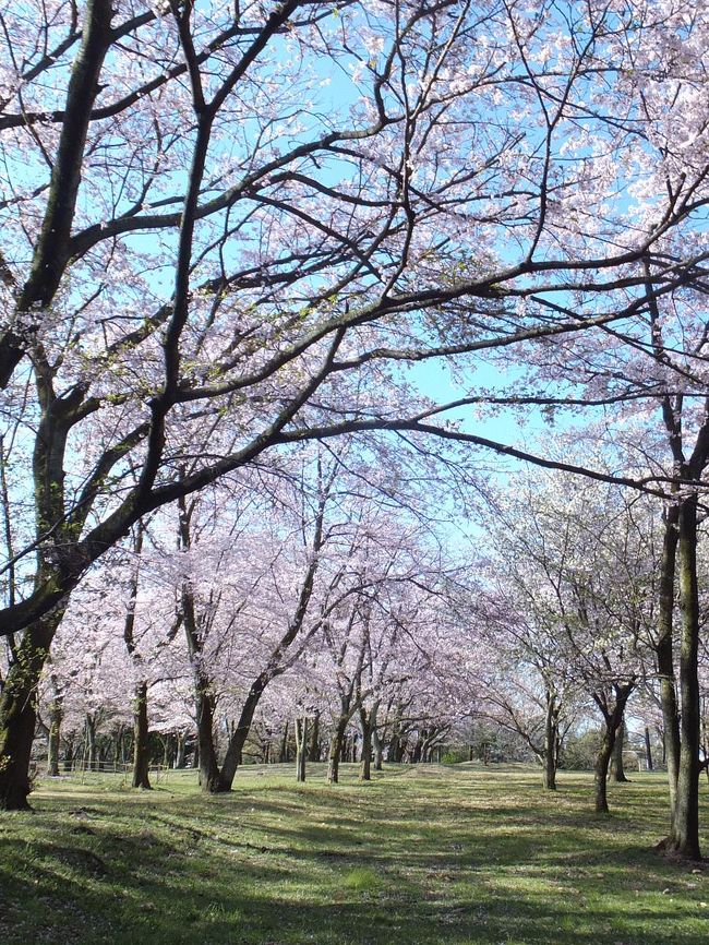 広見公園の桜が満開になったので、見てきました。<br /><br />== 前回の3月31日の旅行記==<br />広見公園の桜が綺麗でした 2014.03.31<br />http://4travel.jp/travelogue/10872783<br /><br />★富士市役所のHPです。<br />http://www.city.fuji.shizuoka.jp/index.htm<br />