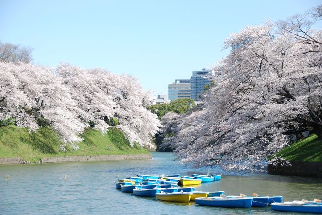 旅行初日はいきなりの嵐で行動範囲も限られてしまいましたが(>_<)<br />翌日は午前中までは強風は残ったものの、空はスッキリ青空、日差しも春そのものの明るさで嬉しい限り(^o^)<br /><br />母が東京でやりたかったこと<br />1、スカイツリーに昇る。<br />2、皇居を見る。<br />3、はとバスに乗る。<br />4、この時期だったらどこかでお花見。<br />5、浅草寺に行く。<br />6、隅田川の川下り。<br />のうちの1~4はこの1日に詰め込まれています。<br />(実際には3ははとバスではなくスカイバスにしたけれど)<br /><br />青空の下の満開の桜に<br />ぼんやりでしたが富士山まで見渡せた圧巻の展望のスカイツリー。<br /><br />そんな大満喫の旅行中日の様子です(^o^)