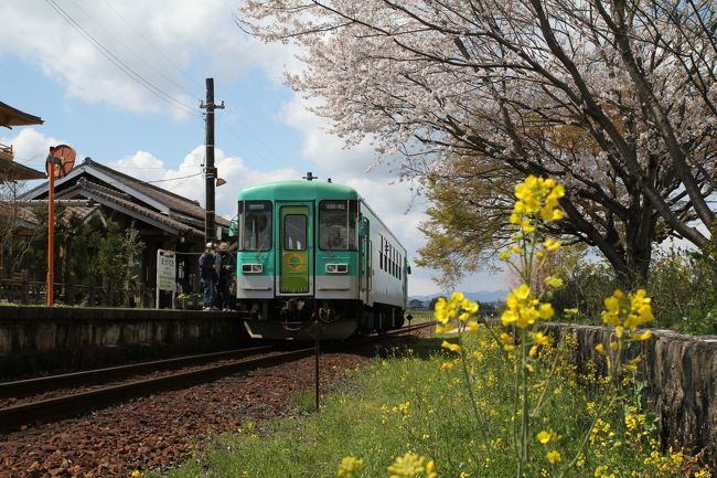 春爛漫、ようやく温かい季節の訪れかと思った3月末でしたが、4月に入った最初の日曜、冬に逆戻りかと思わすような荒れた天気、またストーブがこいしくなるような寒気と雨の朝でした。しかし、お昼には急に晴れ渡り、寒さはまだありますが絶好の春日和に打って変わってりました。<br /><br />春といえば桜！　今年もさくらをもとめ、北条鉄道　法華口駅へ行ってきました。<br /><br />この駅は、ホームの向かい側に立派な桜があり、また駅のなかはカフェとなっています。<br />ここで焼きたてもちもちの米粉パンとコーヒーを買い、駅のホームに腰掛け、美しいさくらの鑑賞が楽しめました。<br /><br />また、この駅の名物ボランティア駅長さんによる列車のお見送りに出会うこともできました。<br />周りの美しい田園風景と共に、どこか懐かしい雰囲気を漂わす北条鉄道　法華口駅、とても気持ちの良い春の一時を過ごすことができました。<br /><br />