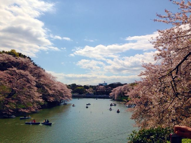 東京散歩はじめました。ｏ〇【靖国・千鳥ヶ淵花見～インド大使館★皇居一般公開は断念したよ編】